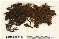 藏品(木靈苔科)的圖片